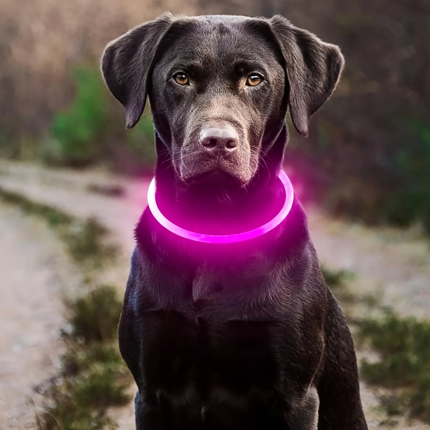 LED Dog Collar – Luminous Anti-Lost USB Rechargeable Necklace for Pets